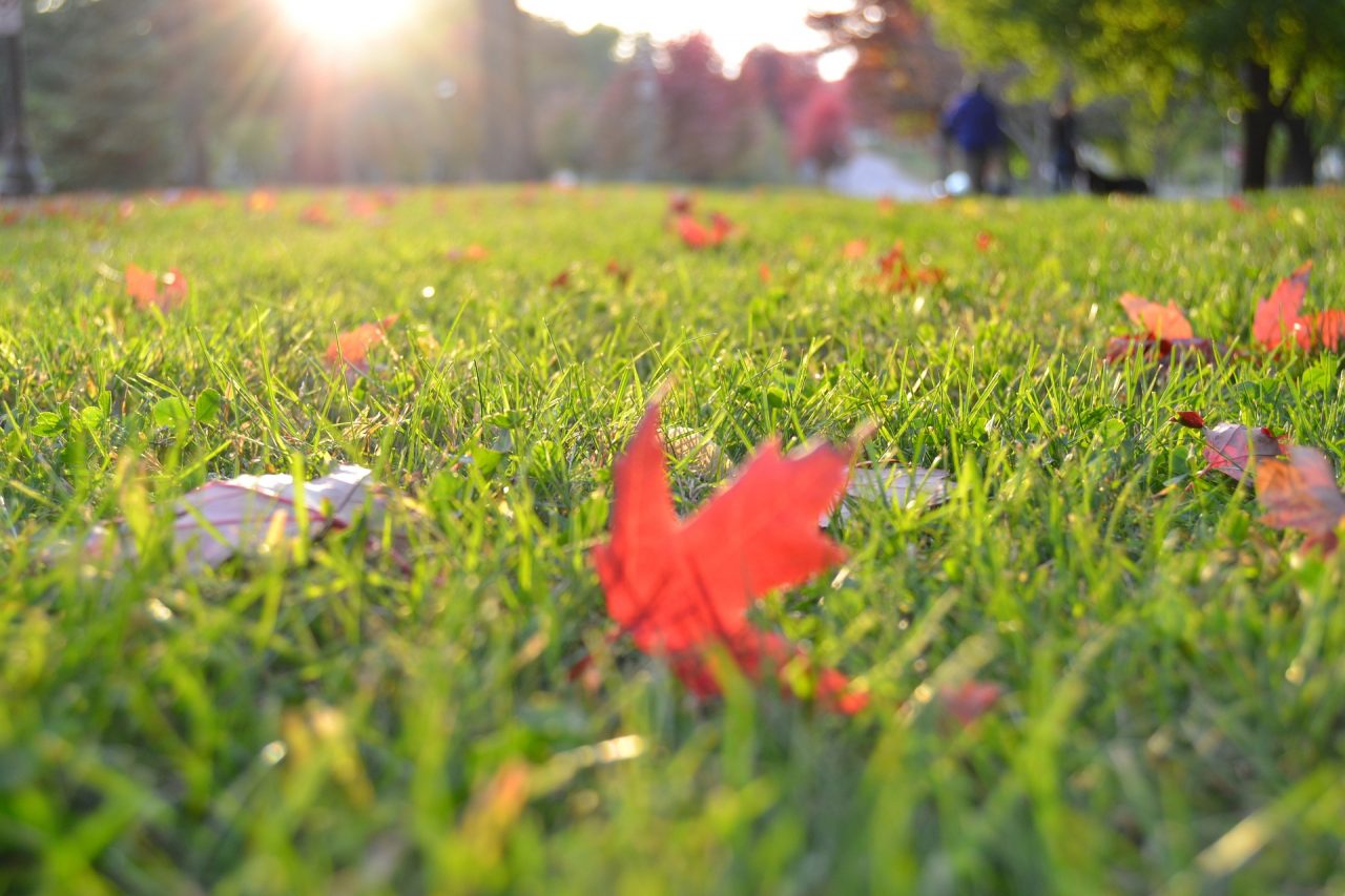 Garten Im Herbst Was Ist Zu Tun rasen im herbst was ist zu tun Garten Im Herbst Was Ist Zu Tun rasen im herbst was ist zu tun