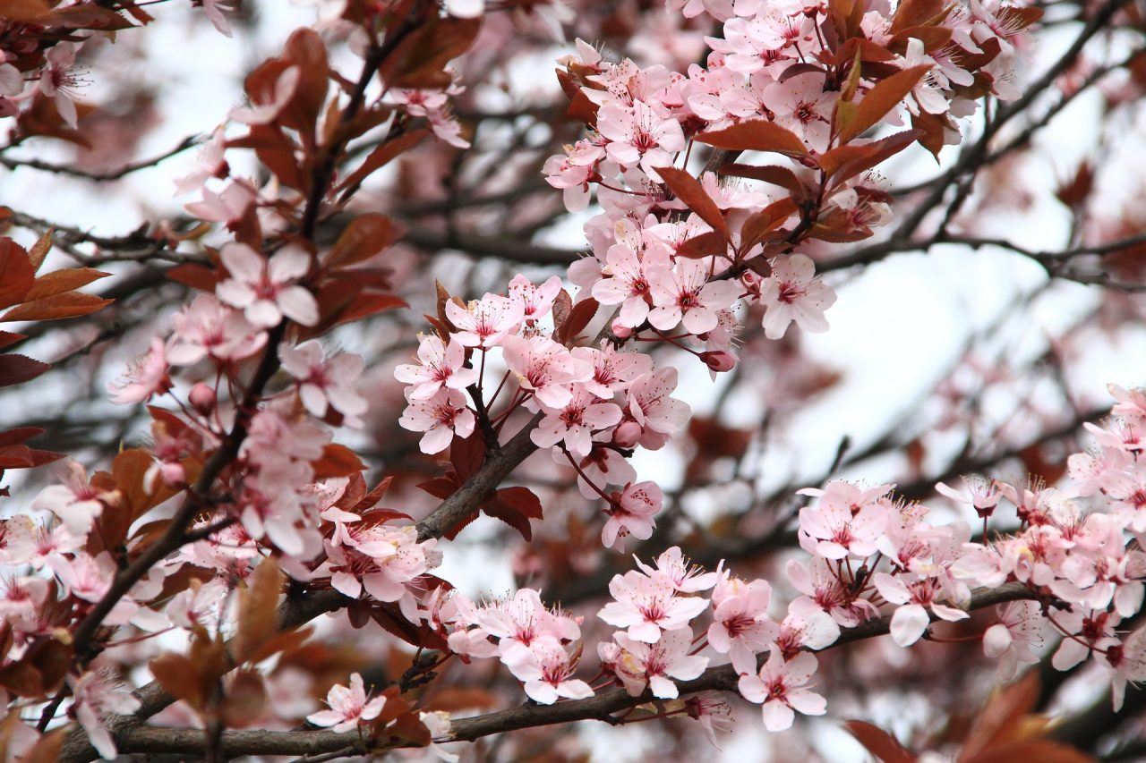 Dekorationen Für Den Frühling 5 Tolle Ideen Diy Family