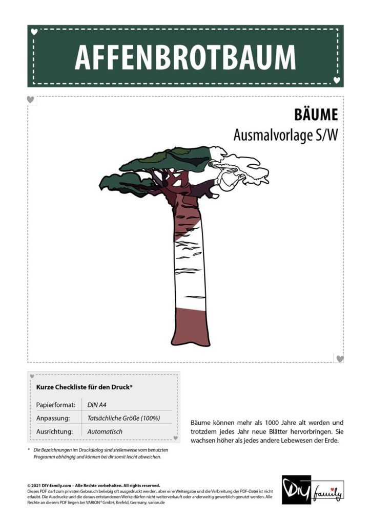 Affenbrotbaum – Einzelausmalvorlage