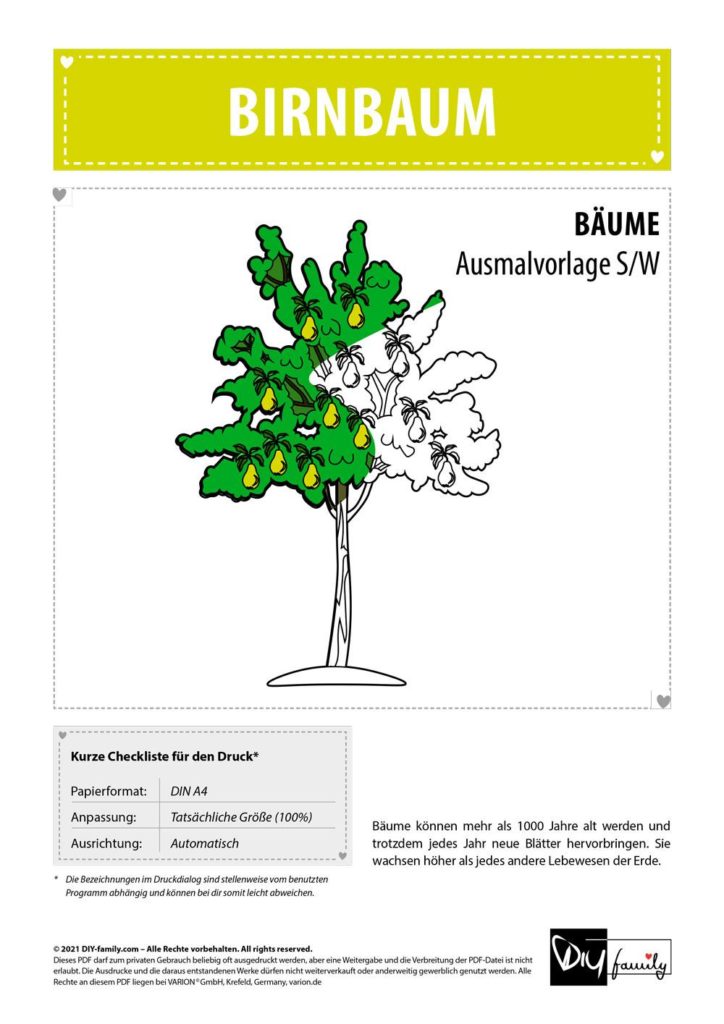 Birnbaum – Einzelausmalvorlage