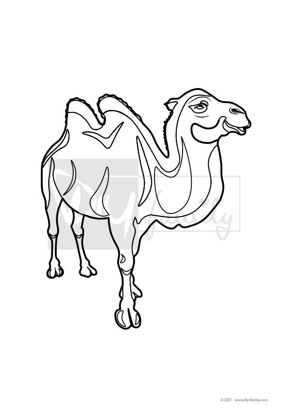Kamel – Einzelausmalvorlagen