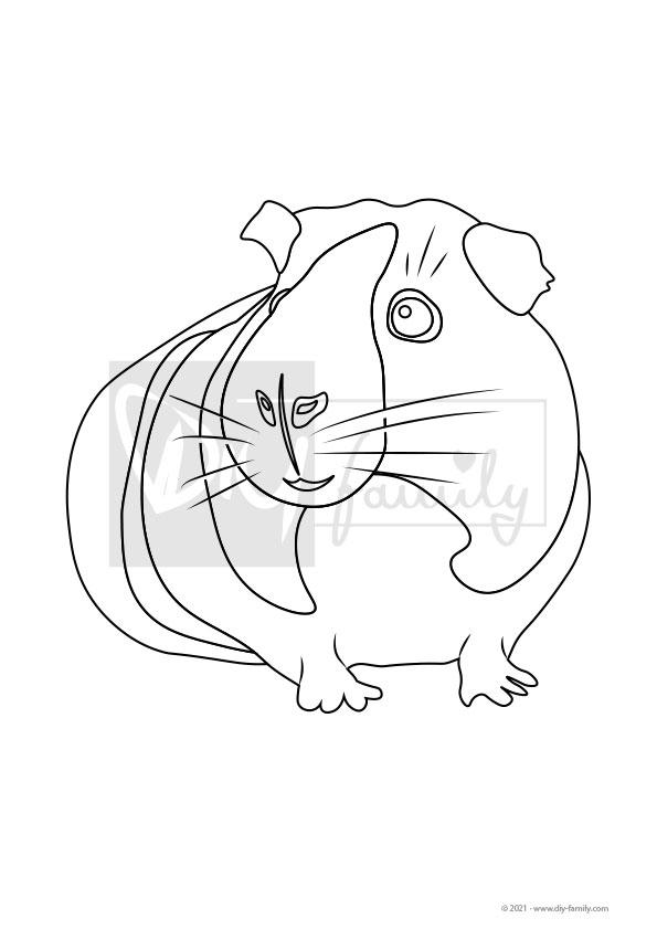 Meerschweinchen – Einzelausmalvorlage