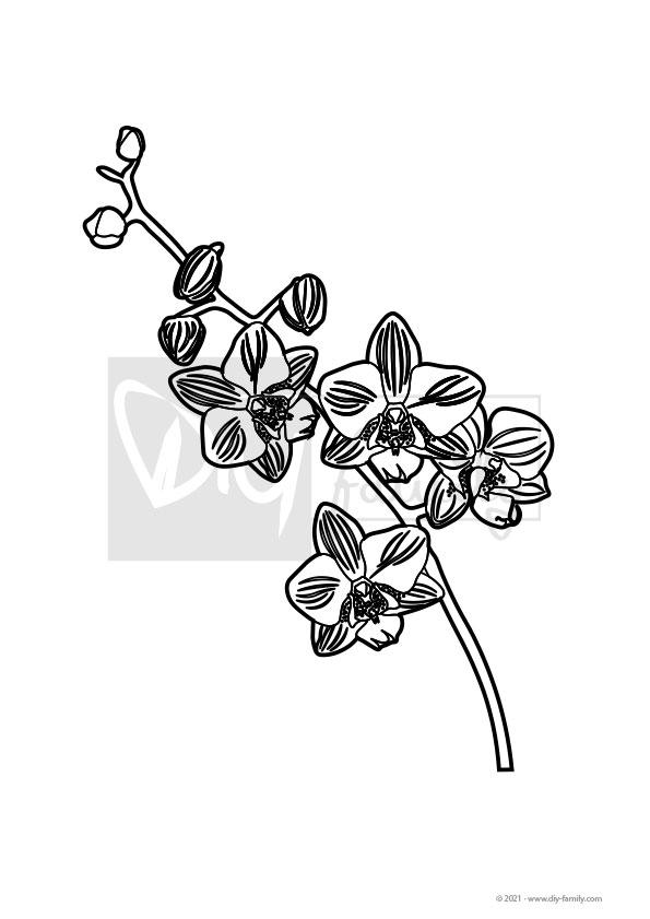 Orchidee – Einzelausmalvorlage