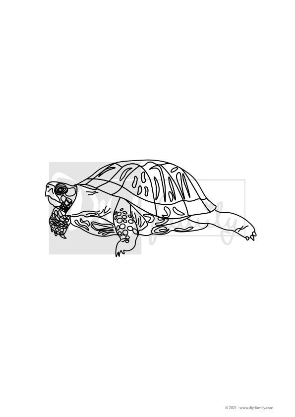 Schildkröte – Einzelausmalvorlage