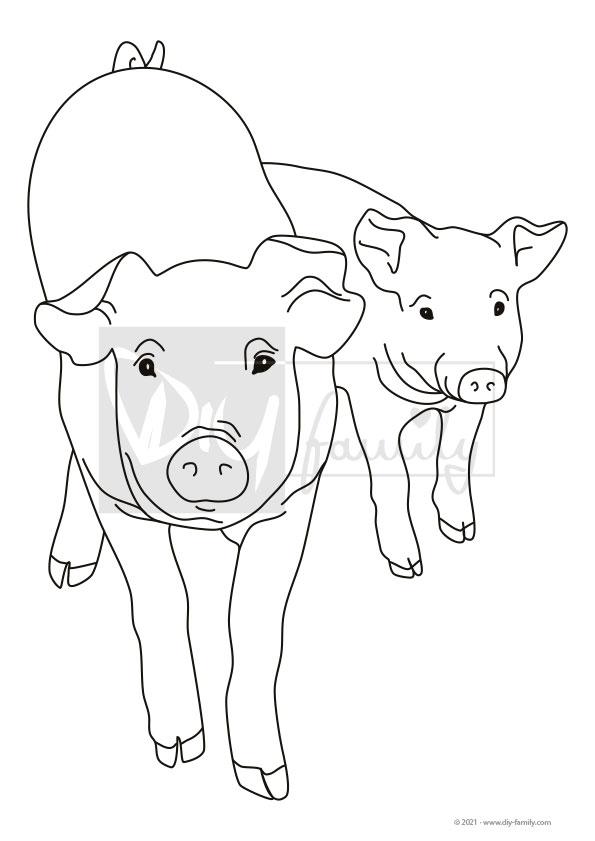 Schweine – Einzelausmalvorlage