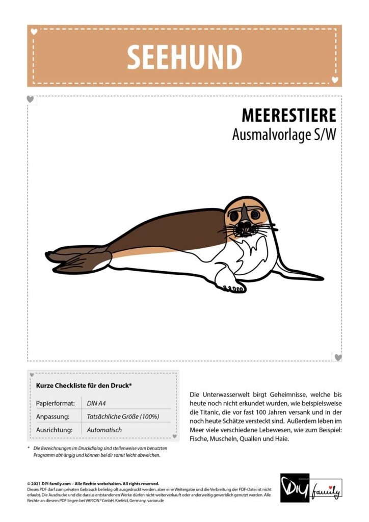 Seehund – Einzelausmalvorlage