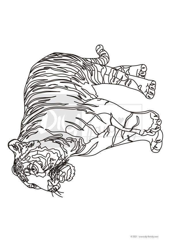 Tiger – Einzelausmalvorlagen