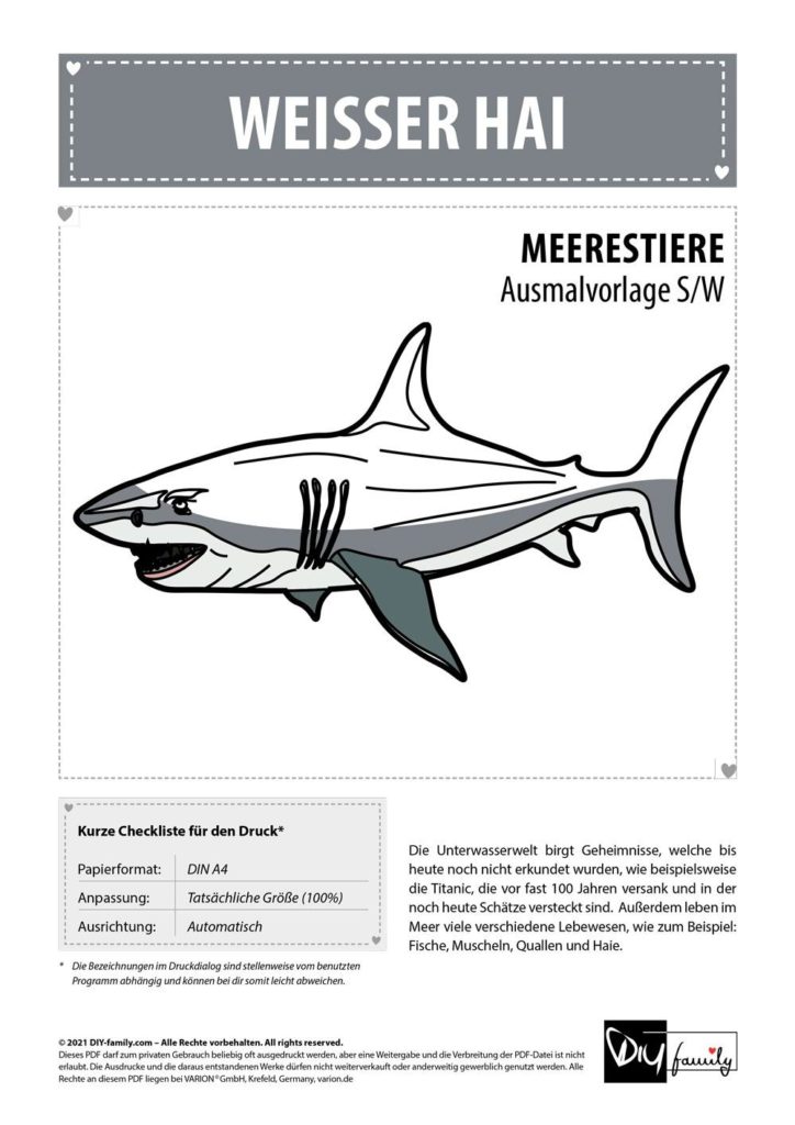 Weisser Hai – Einzelausmalvorlage