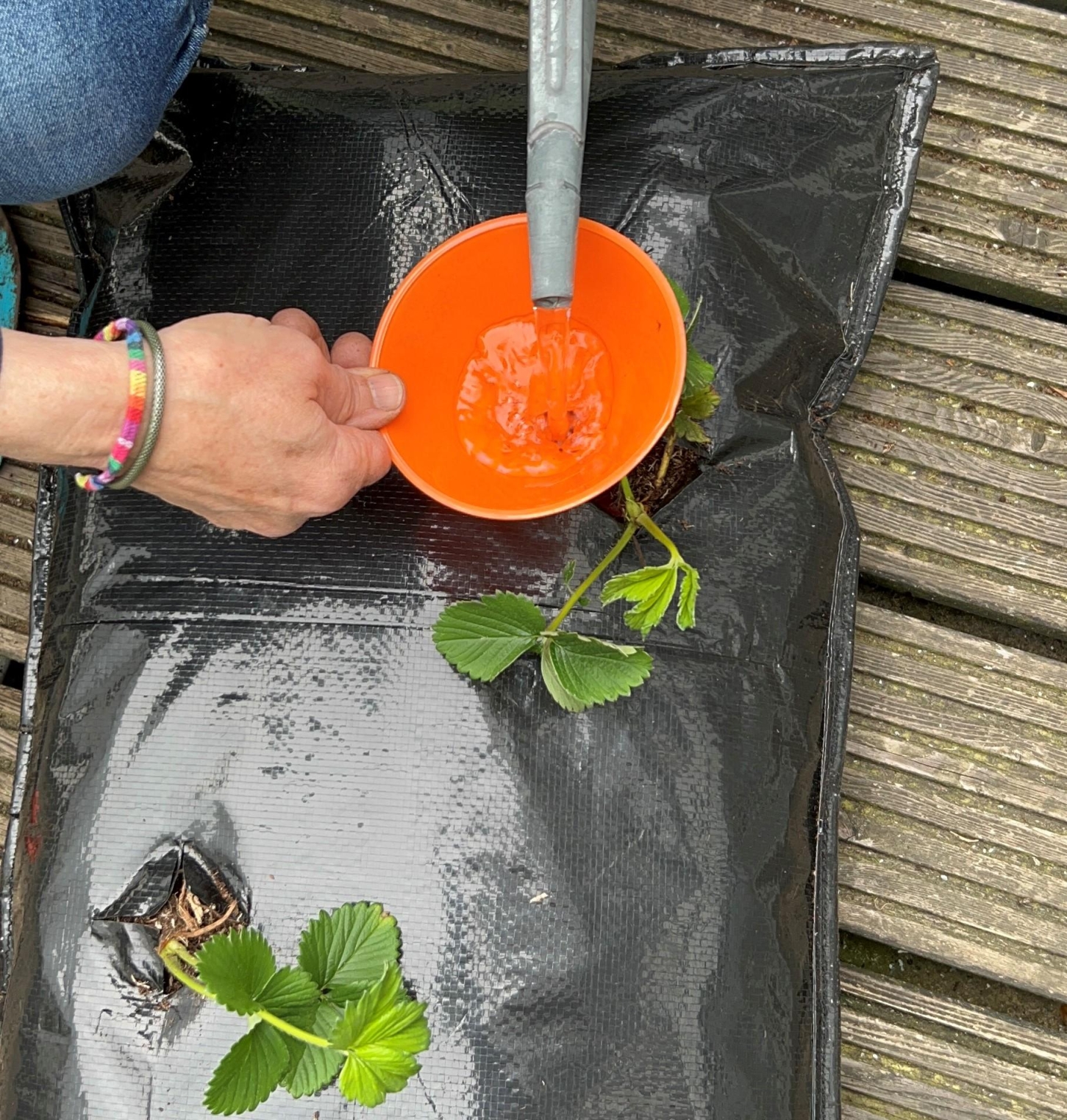 Erdbeerampel DIYFamily